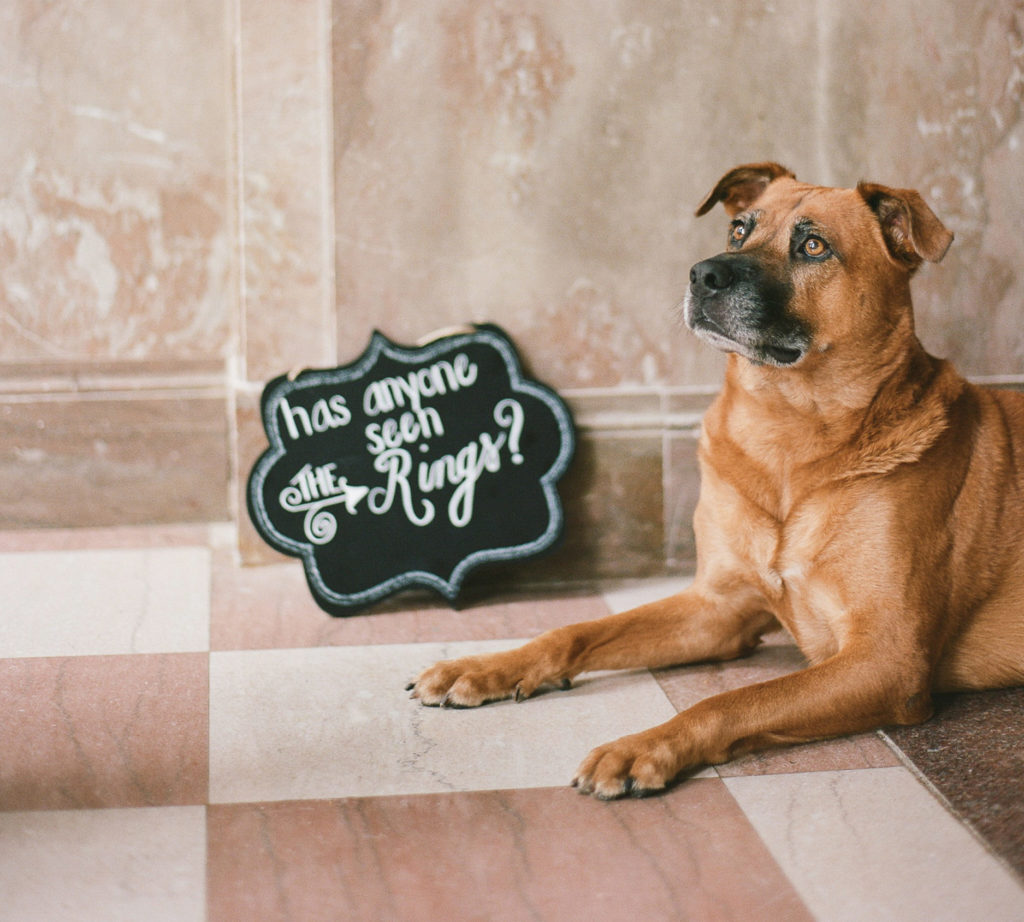 Wedding Trends 2023: Adoptable Pets At Your Wedding - The DuPont Building, Miami FL